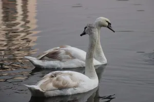 Cận cảnh 12 con thiên nga 'nhọc nhằn' tại Hà Nội