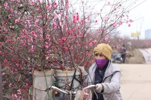 Làng đào lớn nhất Hà Nội hối hả ngày cận Tết