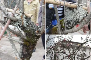 Những cây cảnh Tết giá 'trên trời' dành cho 'đại gia'