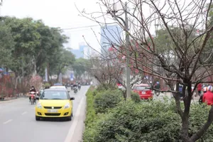 Ngắm con đường xuân thơ mộng bậc nhất Hà Nội