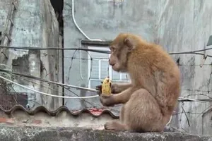 Khỉ hoang 'đại náo' nhà dân