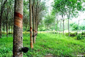 Tập đoàn Cao su VN 'xin' không điều tra vụ Phú Riềng-Kratie