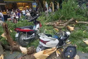 Hà Nội: Cổ thụ bất ngờ bật gốc, 5 người nhập viện cấp cứu