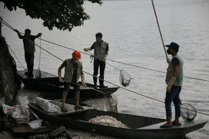 Cá lại chết trắng một góc Hồ Tây