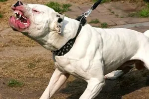 Người đàn ông bị chó Pitbull gần 30 kg cắn, kéo lê