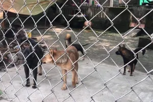 Đàn chó cắn chết bé trai 7 tuổi từng cắn nhiều người