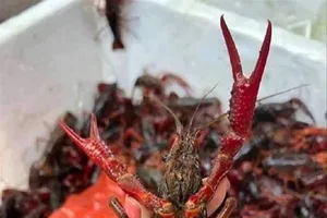 Ban chỉ đạo 389 quốc gia chỉ đạo nóng về tôm càng đỏ