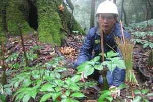 'Điểm mặt' nhiều thiếu sót tại dự án Sâm Ngọc Linh