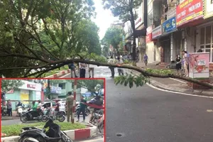 Cây ngã làm chết người đàn ông đi xe máy trên đường