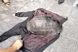 Bị đưa về đồn vì nghi câu rùa khủng tại Hồ Gươm