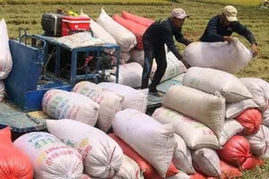 Diễn biến mới nhất về vụ đăng ký xuất khẩu gạo lúc nửa đêm