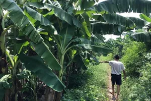 Truy tìm thanh niên nghi hiếp dâm bé gái 12 tuổi ở vườn chuối