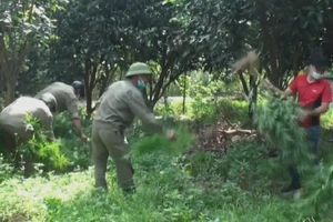 Phát hiện 1 người Pháp trồng 115 cây cần sa ở bãi giữa sông Hồng