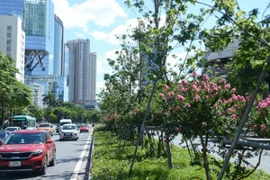 Di dời hàng cây phong lá đỏ trên phố Nguyễn Chí Thanh – Trần Duy Hưng