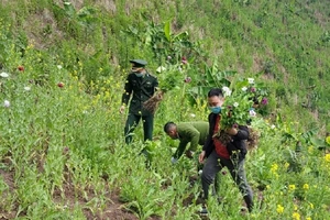 Vào núi sâu phá rẫy, trồng hơn 3.000 cây thuốc phiện cùng rau cải