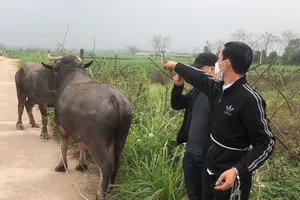 Lái xe ô tô qua 2 tỉnh để bắt trộm 2 con trâu