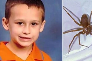 Bé 5 tuổi thiệt mạng vì bị nhện cắn ngay trong nhà