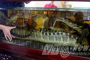 Đại hổ chúa trong bể rượu khủng nhất Việt Nam?