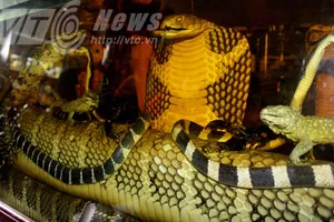 Lang y bí ẩn sở hữu đại mãng xà