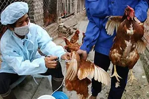 Nghệ An: Phát hiện 2 bệnh nhân lây nhiễm cúm A/H5N6