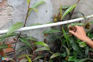 Tận thấy thú chơi 'cây ăn thịt' ở Sài Gòn