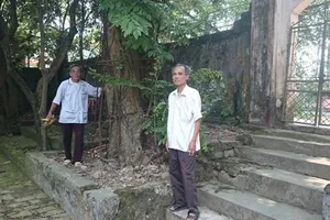 Người dân thay phiên nhau “canh gác” 2 gốc sưa tiền tỷ