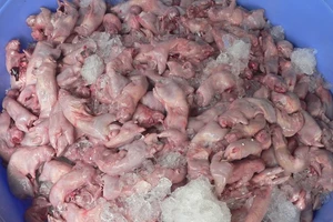 Chuột đồng sốt giá, coi chừng ăn phải… chuột cống 