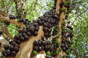 Nho cực lạ tiền triệu khiến dân Hà Nội phát cuồng