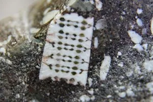 Vật thể nghi là vi mạch 250 triệu năm tuổi ở Nga