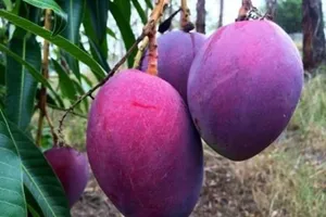 Xoài tím độc, lạ khiến người mua mắt tròn, mắt dẹt