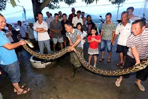 Lão nông 73 tuổi hạ gục con trăn khổng lồ chỉ bằng một tảng đá