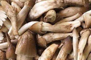 Đột nhập ma trận nấm mối được ủ bằng chất kích thích