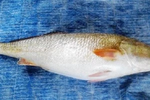 Ngư dân bắt được cá lạ giá đến bạc tỷ