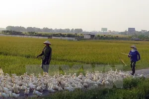 Nam Định chính thức công bố có dịch cúm gia cầm H5N6