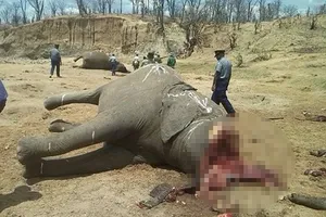 Ớn lạnh, nhân viên sở thú chặt đầu voi vì chê lương thấp