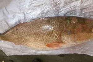 Giải mã vì sao cá sủ vàng lại đắt như vàng?