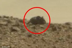 Dân mạng rúng động với ảnh chuột khổng lồ trên sao Hỏa