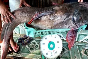 Câu được cá lăng 'khủng' trên sông Sêrêpôk