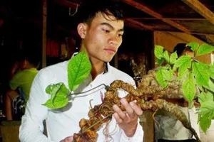 Đào được củ sâm Ngọc Linh “khủng” hơn 150 năm tuổi