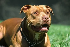 Chó pitbull cắn bé gái ở Hà Nội: Chủ có bị xử lý?