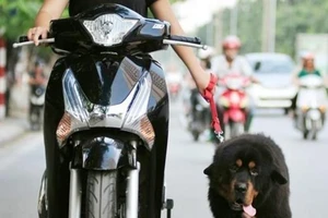 Dắt chó chạy theo xe, chủ có bị phạt?