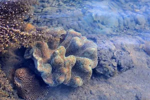 Choáng ngợp với rạn san hô Hải Chữ ở Phan Rang