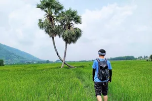 Cứu huyền thoại thốt nốt tình yêu Khedol ở Tây Ninh ​