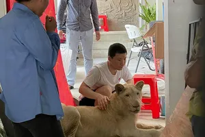 Con hổ 18 tháng tuổi bị nuôi làm thú cưng ở Phnom Penh (Campuchia) và người chủ (áo trắng). Ảnh: AFP