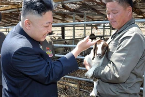 Ảnh minh hoạ: Nhà lãnh đạo Triều Tiên Kim Jong-un thăm một trang trại nuôi dê hồi năm 2013. Ảnh: REUTERS