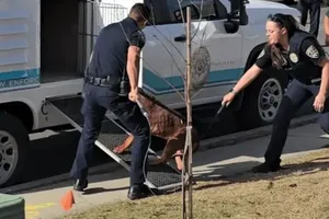 Kinh hoàng chủ bị 3 con chó cắn thiệt mạng, người đi đường cố giúp nhưng không được