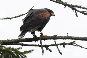 Ngôi làng nhiều tuần ‘sống trong sợ hãi’ vì 1 con chim ưng đực 