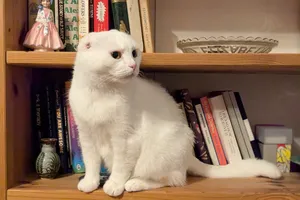 Cắt bỏ 2 tai cứu sống cô mèo bị ung thư