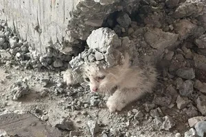 Chú mèo con bị mắc kẹt trong bê tông bên dưới một bức tường vừa mới khô tại một công trường ở Haliliye (tỉnh Sanliurfa, Thổ Nhĩ Kỳ). Ảnh: IHA