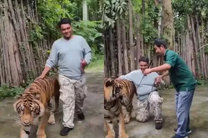 Du khách bị hổ vồ khi tiếp cận định chụp hình selfie 